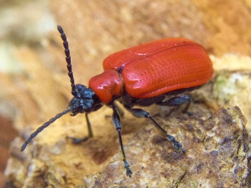 Lilioceris lilii (Scopoli, 1763)